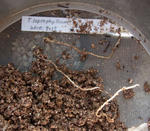 110124leptophyllum.jpg