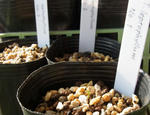 110124leptophyllum2.jpg