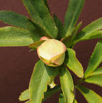 110204hellebo.jpg