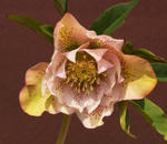 110204hellebo2.jpg