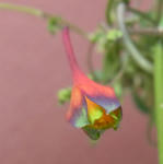 110209tricolor2.jpg