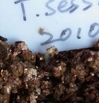 110212germination1.jpg