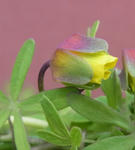 110220hookeri5-2.jpg