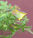 110220hookeri5-3.jpg