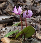 110410cyclamen1.jpg