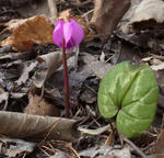 110410cyclamen2.jpg