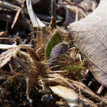 110414meconopsis.jpg