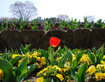 110417tulip.jpg