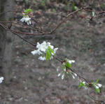 110511sakura.jpg