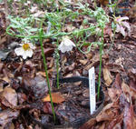 110512sessili1.jpg