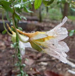 110512sessili3.jpg