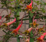 110516pentaphyllum.jpg