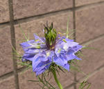 110518nigera.jpg
