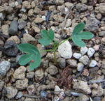 110519smithii.jpg