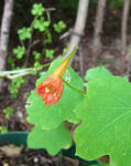 110721moritzianum.jpg