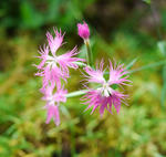 110730nadeshiko.jpg