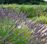 110801lavender.jpg