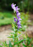 110802koganebana.jpg