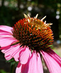 110805echinacea.jpg