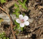 110812gennosyouko.jpg