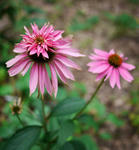 110814echinacea.jpg