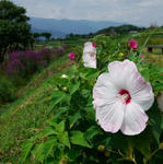 110815fuyou.jpg