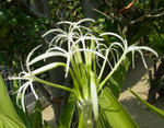 110818hamayu.jpg