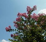 110818sarusuberi.jpg