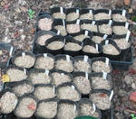 110819pots.jpg