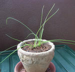 111203albuca.jpg