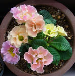 11123primula.jpg