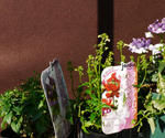 111231nemesia.jpg