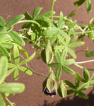 120106azureumam.jpg