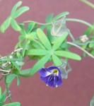 120106azureumpm.jpg