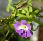 120107azureum.jpg