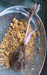120226thibeta.jpg