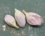 120226thibeta4.jpg