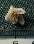 120226thibeta8.jpg
