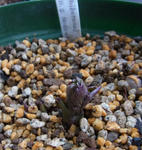 120226thibeta9.jpg