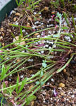 120307sessilifoium2.jpg