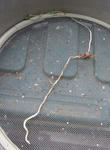 120307sessilifoium.jpg