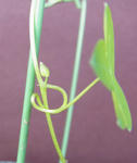 120312smithii.jpg
