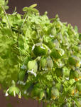 120314seeds.jpg