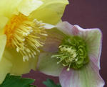120318hellebo.jpg