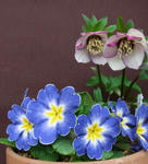 120318primula.jpg