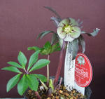 120318petit2.jpg