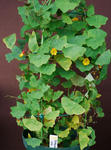 120321fintel.jpg