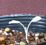 120323white.jpg