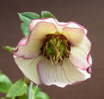 120325hellebo2.jpg
