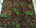 120325orangetroika.jpg